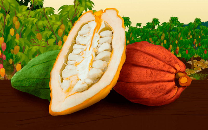 Proceso del cacao