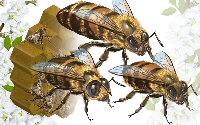 Las abejas