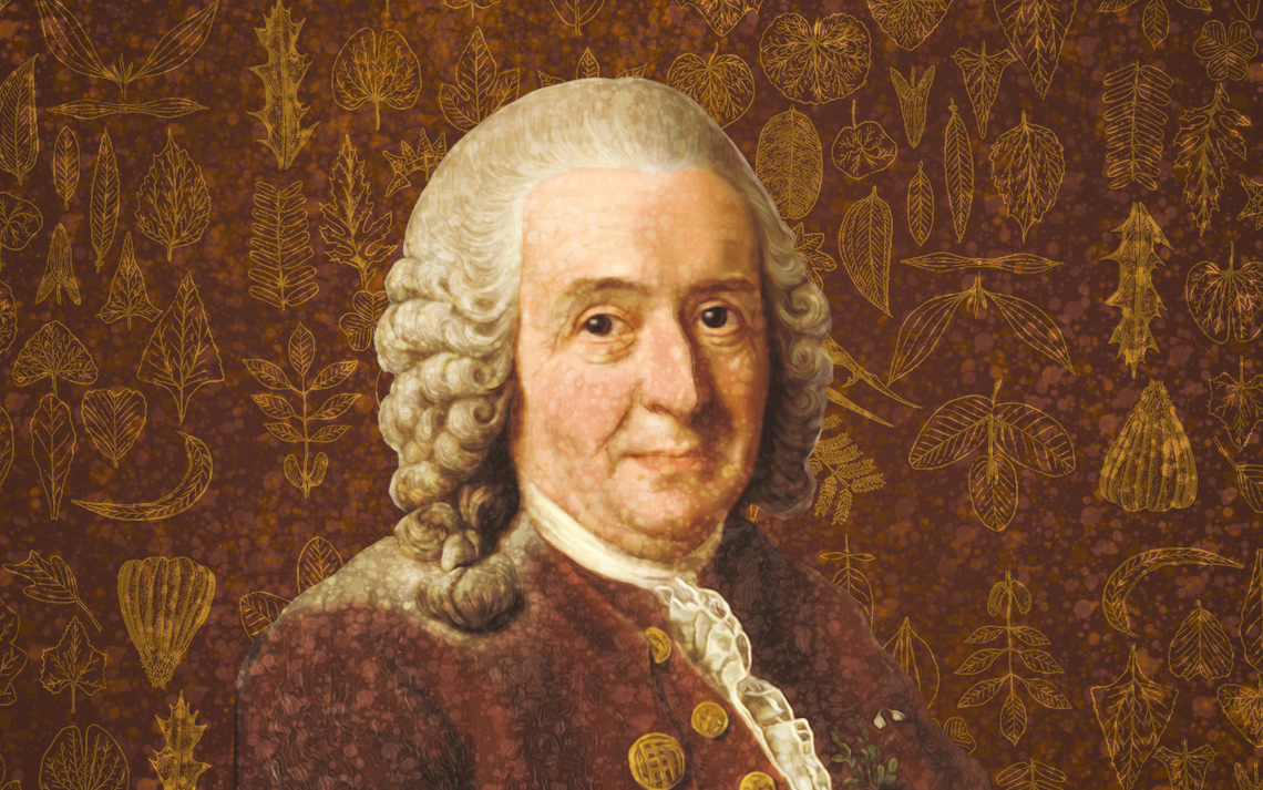 Carlos Linneo