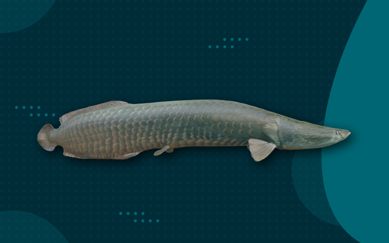 Pirarucú: gigante del Amazonas