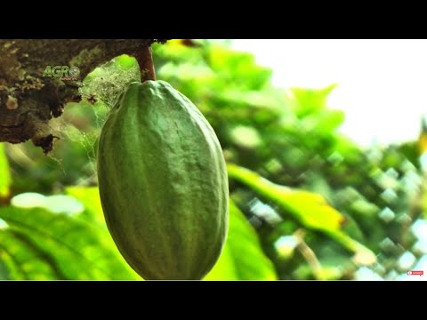 Cacao en la región atlántica colombiana
