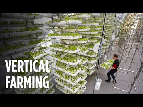 Esta huerta del futuro no utiliza suelo y 95% menos agua