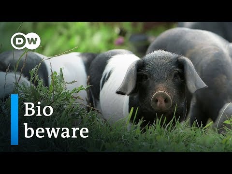 Organic food - hype or hope? | DW Documentary