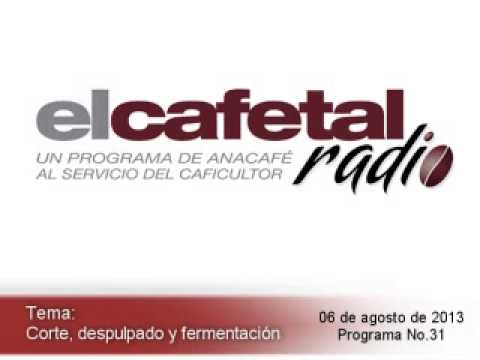 Corte, despulpado y fermentación del café