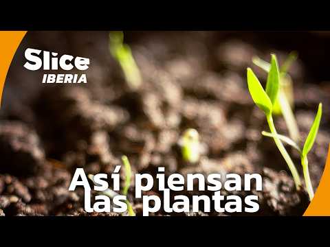 Los Secretos de las Plantas: Ciencia, Supervivencia y Evolución