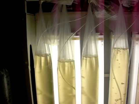 Fotobioreactor microalgas biodiesel 