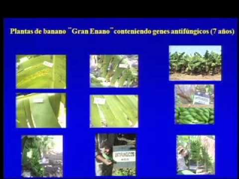 Potencial y aplicaciones de la biotecnología en América Latina