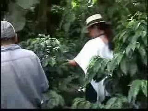 Café orgánico de Colombia
