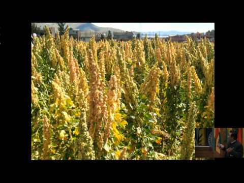 Agrobiodiversidad de la quinua conservada y utilizada por los pueblos andinos para la seguridad y soberanía alimentaria