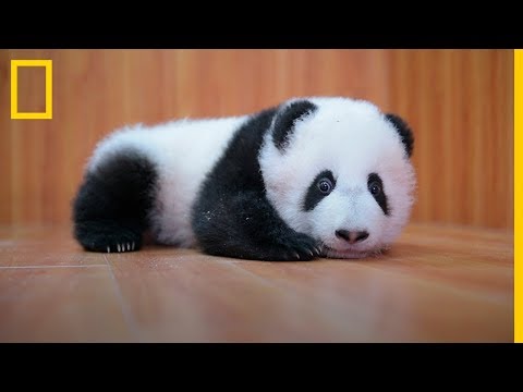 CUIDAR de ADORABLES BEBES Panda: Es complicado 