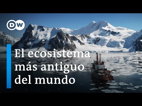 Antártida: Un mensaje de otro planeta | DW Documental