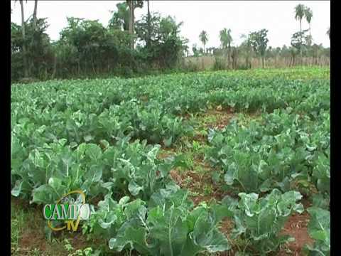 Producción de verduras y hortalizas