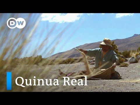 El grano madre de los Andes