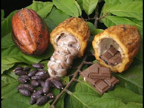 Cómo sembrar y convertir el cacao en chocolate - TvAgro, por Juan Gonzalo Ángel