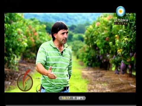 Cultivo de mango y kiwi