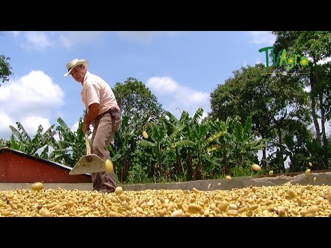 Cosecha y preparación del café colombiano
