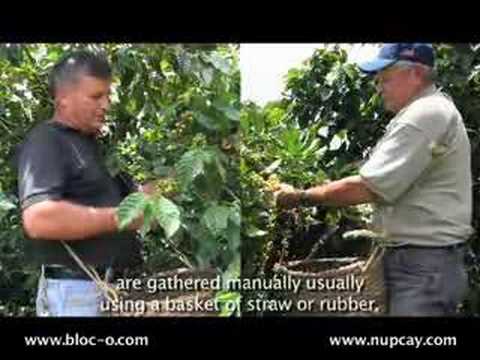 Proceso del café : [pasos para obtener el mejor café]
