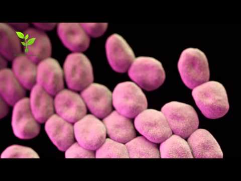 Introducción a la biorremediación