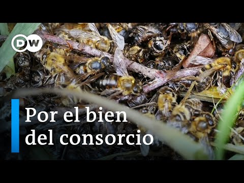 Bayer y las abejas | DW Documental