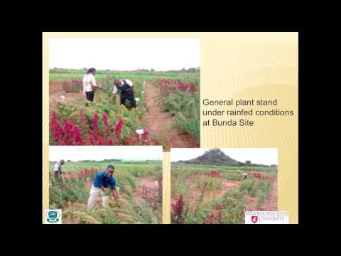 Crecimiento vegetal y rendimiento de rendimiento de quinua (Chenopodium quinoa willd) : variedades en condiciones de riego y temporal de Malawi