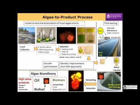 Producción de biocombustibles a partir de algas para afrontar la seguridad alimentaria y energética