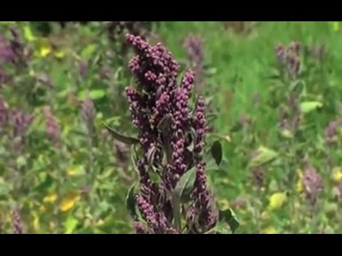 Sembrados de Quinua Tenjo Colombia