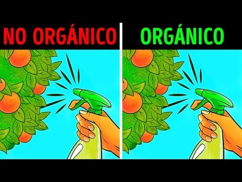 Comida orgánica ¿es saludable o un gran mito?