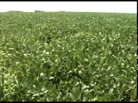 Rotación de cultivos, clave para hacer suelo y combatir malezas