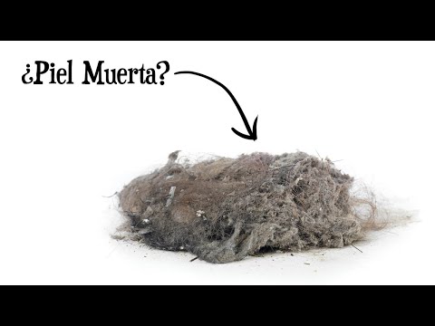 ¿De qué está hecho el POLVO? | ¿Es mayormente piel muerta?