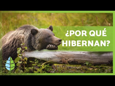 ¿Qué es la HIBERNACIÓN y qué ANIMALES HIBERNAN? 🐻🐸
