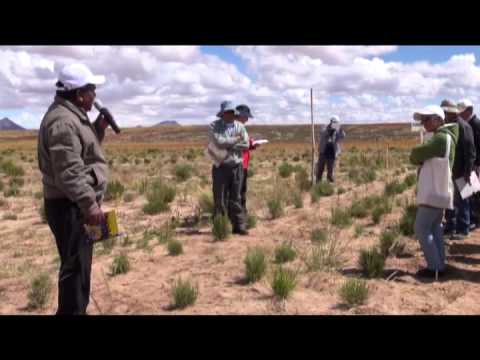 Sostenibilidad del cultivo de la quinua