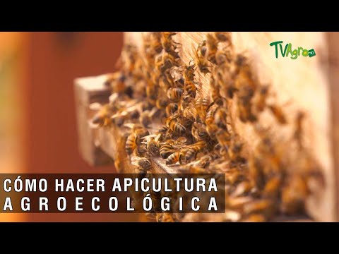 Cómo hacer apicultura agroecológica - TvAgro por Juan Gonzalo Angel Restrepo