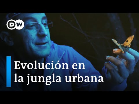 La respuesta de la naturaleza al crecimiento de las ciudades | DW Documental