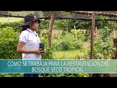 Como se trabaja para la restauracion del bosque seco tropical - TvAgro por Juan Gonzalo Angel