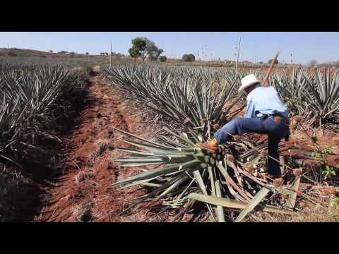 Preparando tequila, cosechando una planta de agave azul en México