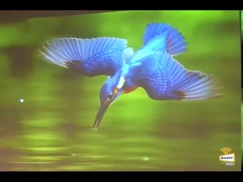 ¿Cómo inventamos a partir de la naturaleza?