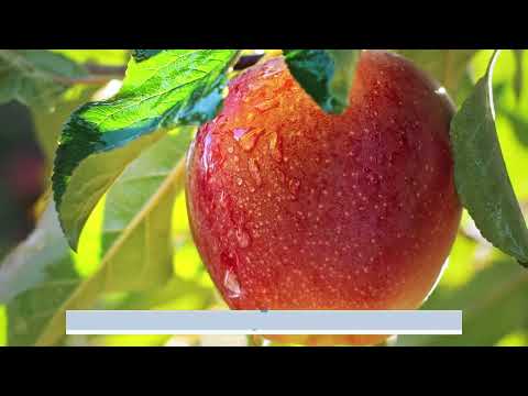 Bioinsumos: agricultura biológica y sustentable