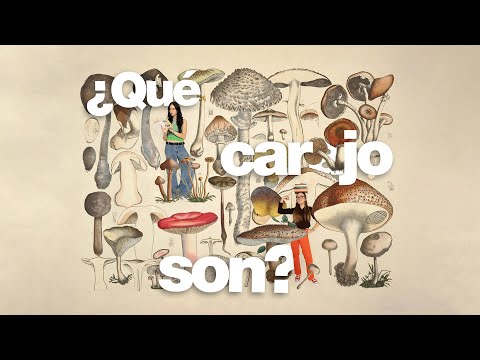 Hongos: ni plantas ni animales