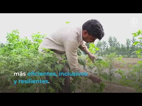 Agroecología, un enfoque para alcanzar sistemas agroalimentarios más sostenibles y resilientes