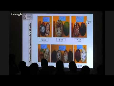 Avance en la investigación en cacao
