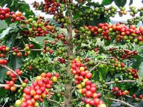 Requerimientos nutricionales y fertilización del cultivo de café (TvAgro, Juan Gonzalo Ángel)