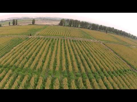 Campos de cultivo de quinua