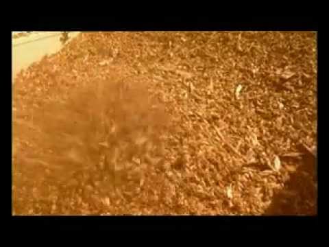 Energía de la biomasa
