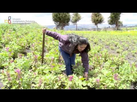 La producción de la quinua