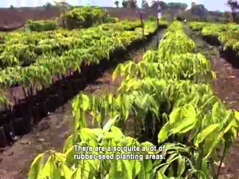 Plantación de caucho en Ratanakri versus los pobladores (subtítulos en inglés)