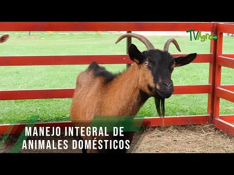 Manejo integral de animales domésticos - TvAgro por Juan Gonzalo Angel Restrepo