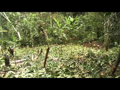 Producción de cacao en sistemas agroforestales en Pacazu, Perú