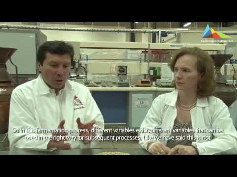 Fermentación: una variable esencial de la calidad del café. [Charla 3]