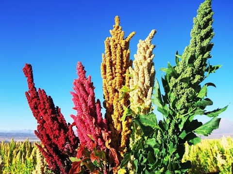Investigación del cultivo de Quinua y sus variedades