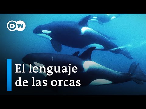 ¿Los cetáceos y los humanos hablan el mismo lenguaje? | DW Documental